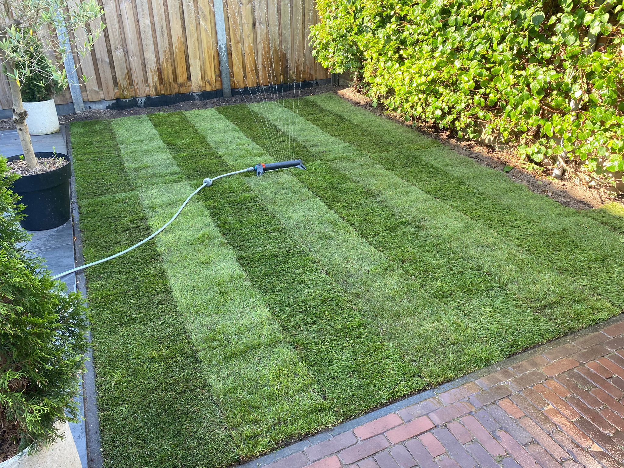 Groene tuin met beplanting